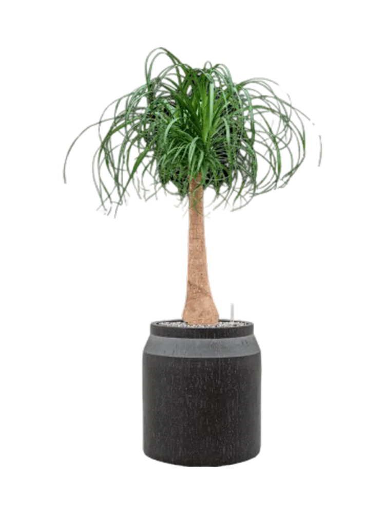 Pflanzen Arrangement „Beaucarnea recurvata in Baq Raindrop“, Höhe 110-120 cm Baq Design