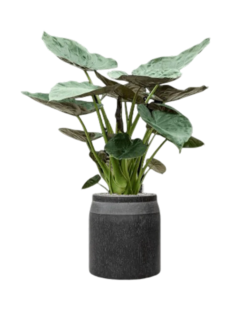 Pflanzen Arrangement „Alocasia Wentii in Baq Raindrop“, Höhe 145-155 cm Baq Design