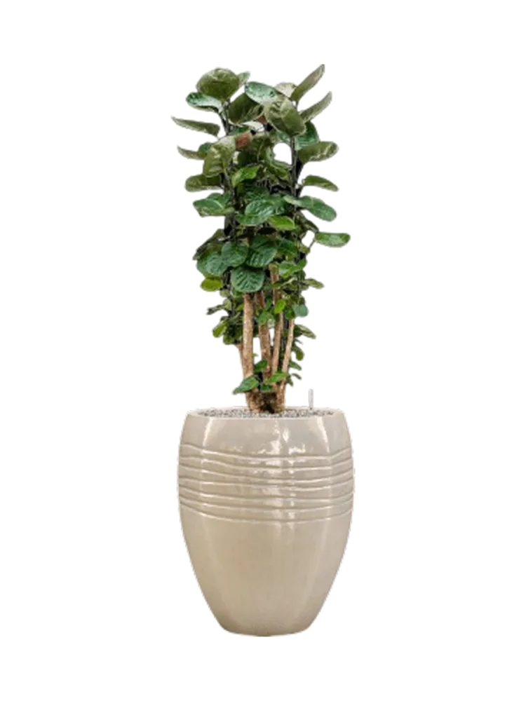 Pflanzen Arrangement „Aralia Fabian in Traces“, Höhe 140-150 cm Baq Design