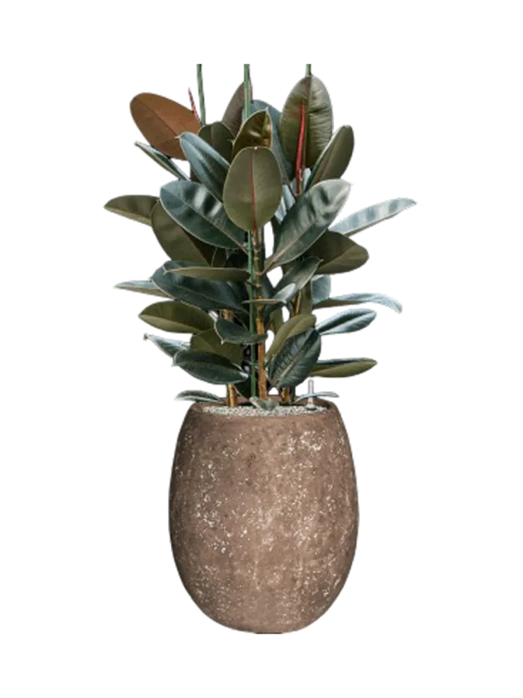 Pflanzen Arrangement „Ficus elastica 'Abidjan' in Polystone Coated Plain“ Baq Design
