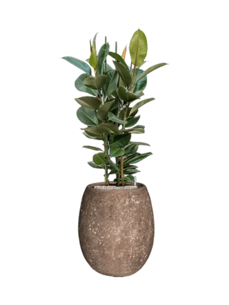 Pflanzen Arrangement „Ficus elastica 'Robusta' Polystone Coated Plain“ Baq Design