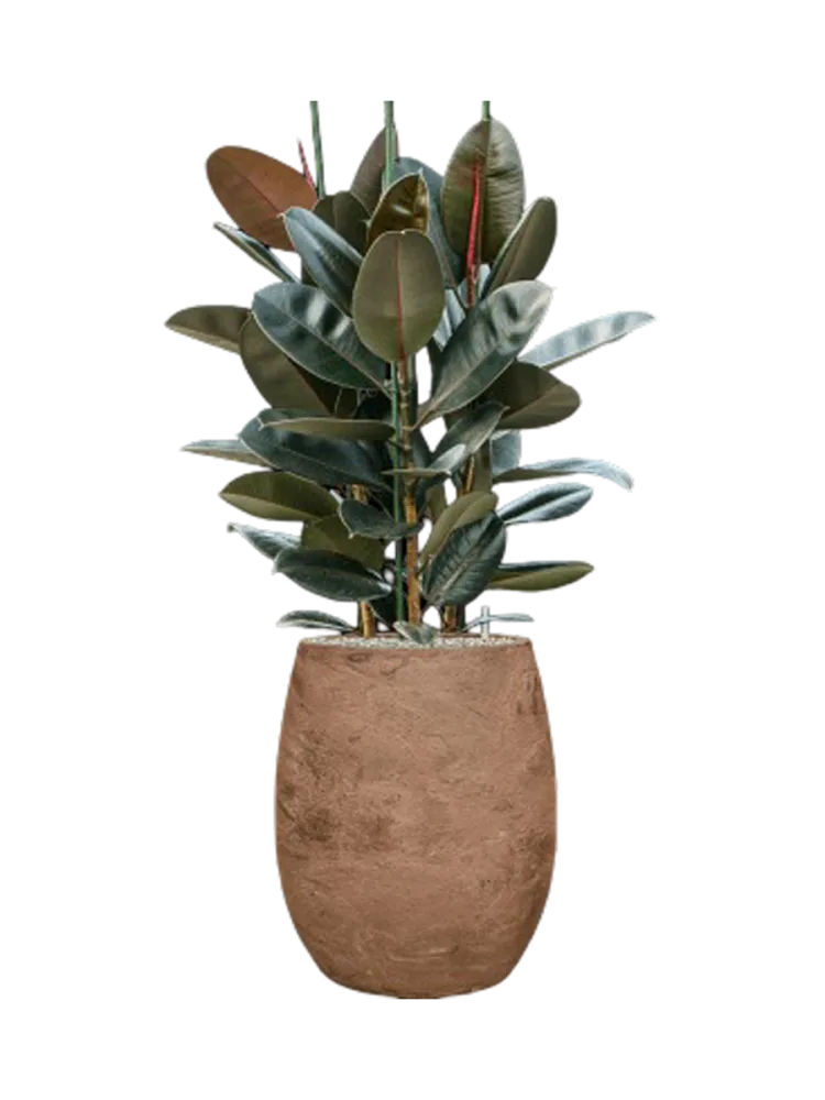 Pflanzen Arrangement „Ficus elastica 'Abidjan' in Algar“, Höhe 130-140 cm Baq Design