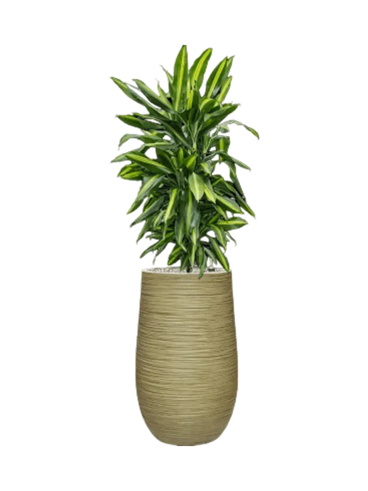 Pflanzen Arrangement „Dracaena fragrans Cintho in Dune“, Höhe 120-130 cm Baq Design