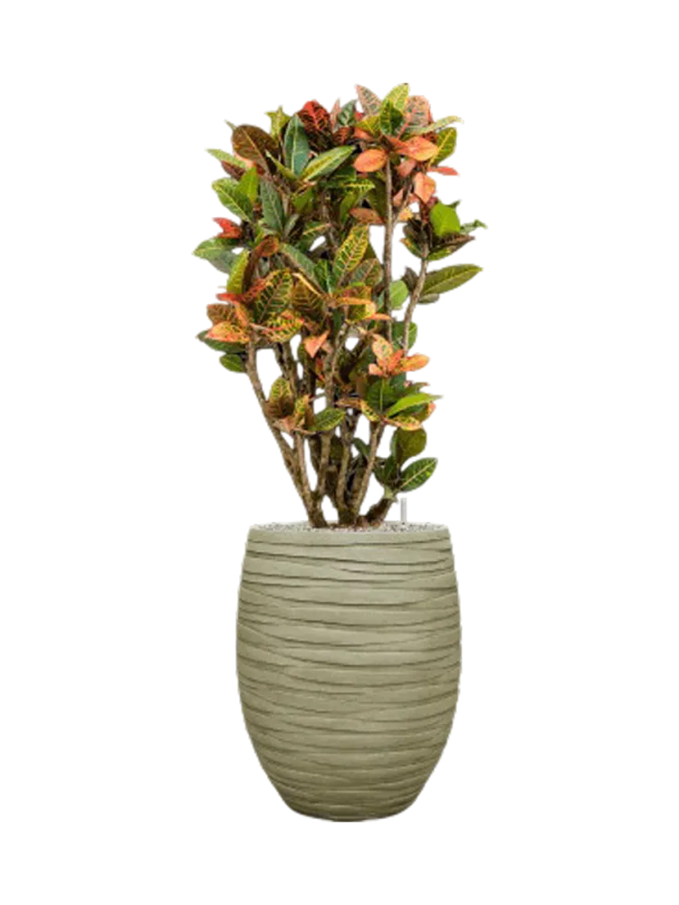 Pflanzen Arrangement „Croton variegatum 'Petra' in Baq Tornado“, Höhe 150-160 cm Baq Design
