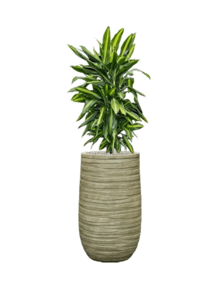 Pflanzen Arrangement „Dracaena fragrans Cintho in Tornado“, Höhe 130 cm Baq Design
