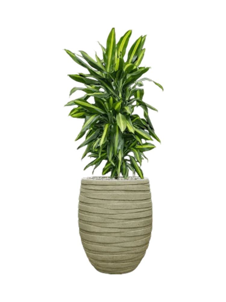 Pflanzen Arrangement „Dracaena fragrans Cintho in Tornado“, Höhe 110-120 cm Baq Design