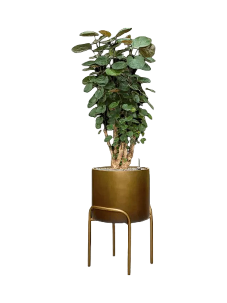 Pflanzen Arrangement „Aralia Fabian in Baq Gradient Elevated“, Höhe 140-150 cm Baq Design