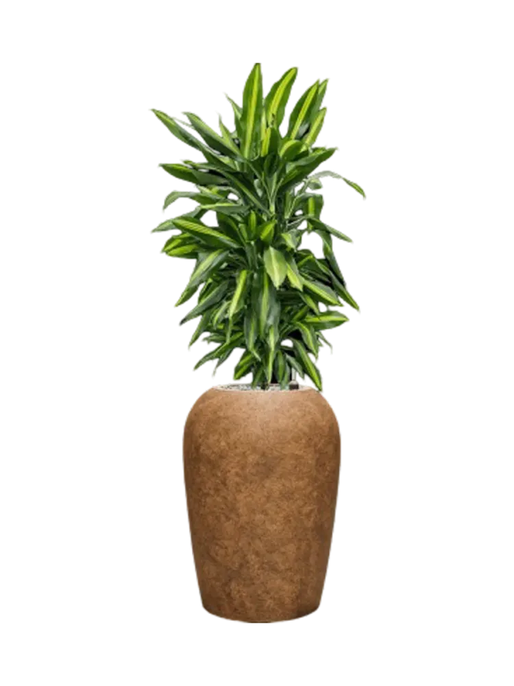 Pflanzen Arrangement „Dracaena fragrans Cintho in Mineral“, Höhe 115-125 cm Baq Design