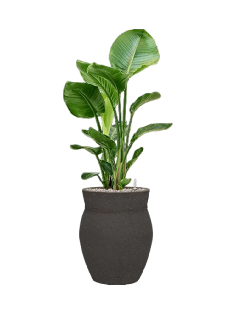 Pflanzen Arrangement „Strelitzia nicolai in Mediterranean“ Baq Design
