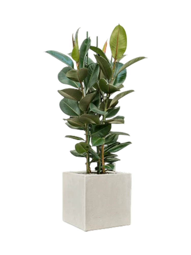 Pflanzen Arrangement „Ficus elastica 'Robusta' Antwerp“ Baq Design