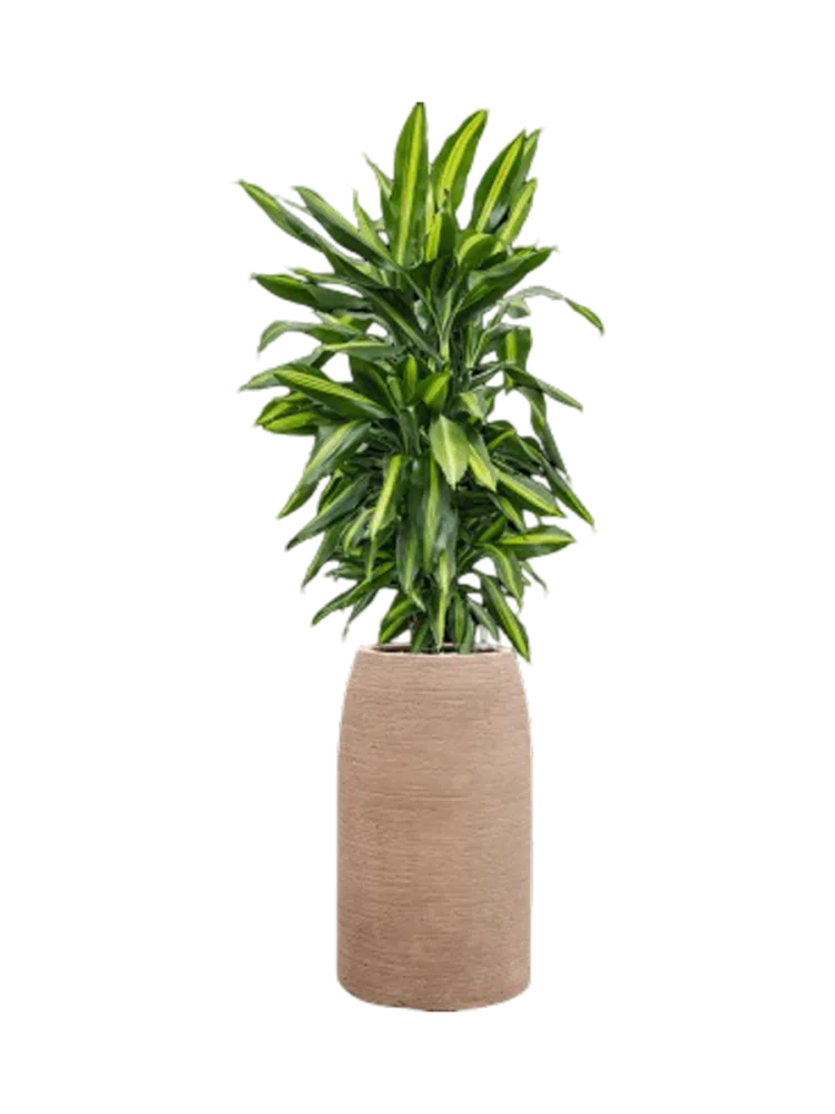 Pflanzen Arrangement „Dracaena fragrans Cintho in Colorado“, Höhe 110-120 cm Baq Design