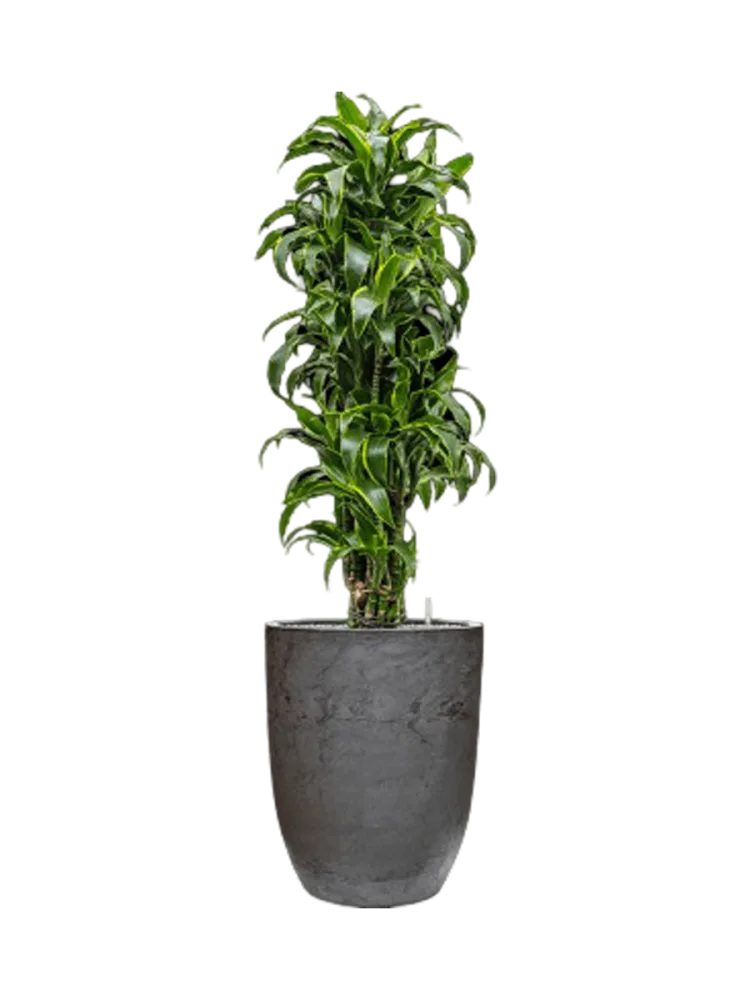 Pflanzen Arrangement „Dracaena fragrans 'Dorado' in Algar“, Höhe 160-170 cm Baq Design