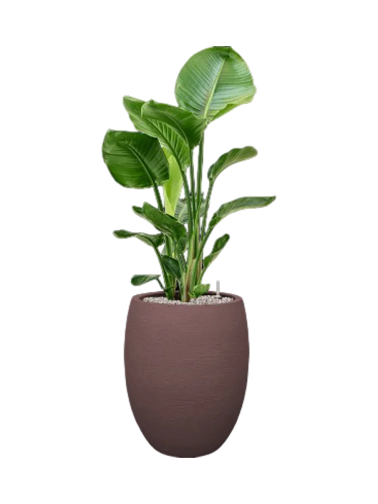 Pflanzen Arrangement „Strelitzia nicolai in Terreno“ Baq Design