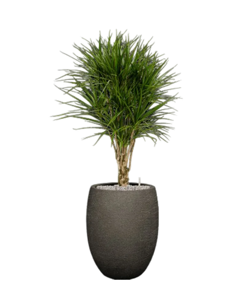 Pflanzen Arrangement „Dracaena marginata in Terreno“, Höhe 140 cm Baq Design