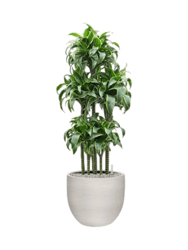 Pflanzen Arrangement „Dracaena fragrans 'Dorado' in Terreno“, Höhe 135-140 cm Baq Design