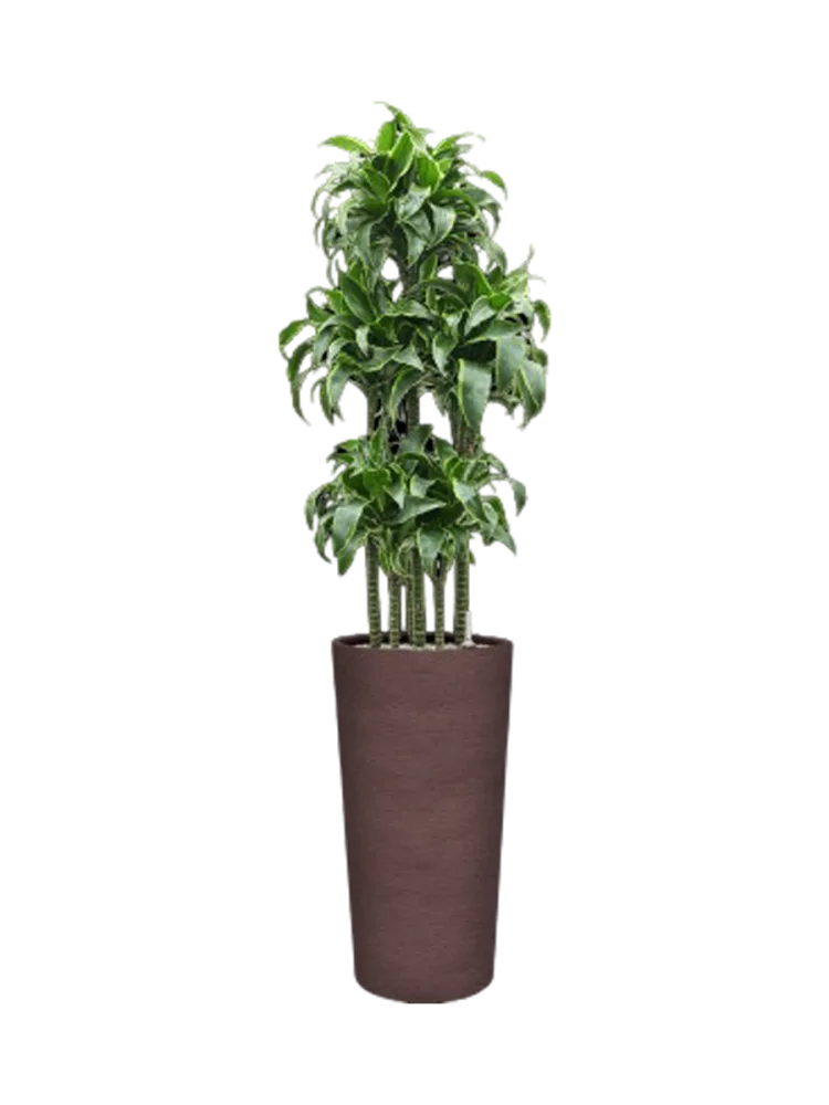 Pflanzen Arrangement „Dracaena fragrans 'Dorado' in Terreno“, Höhe 165-175 cm Baq Design