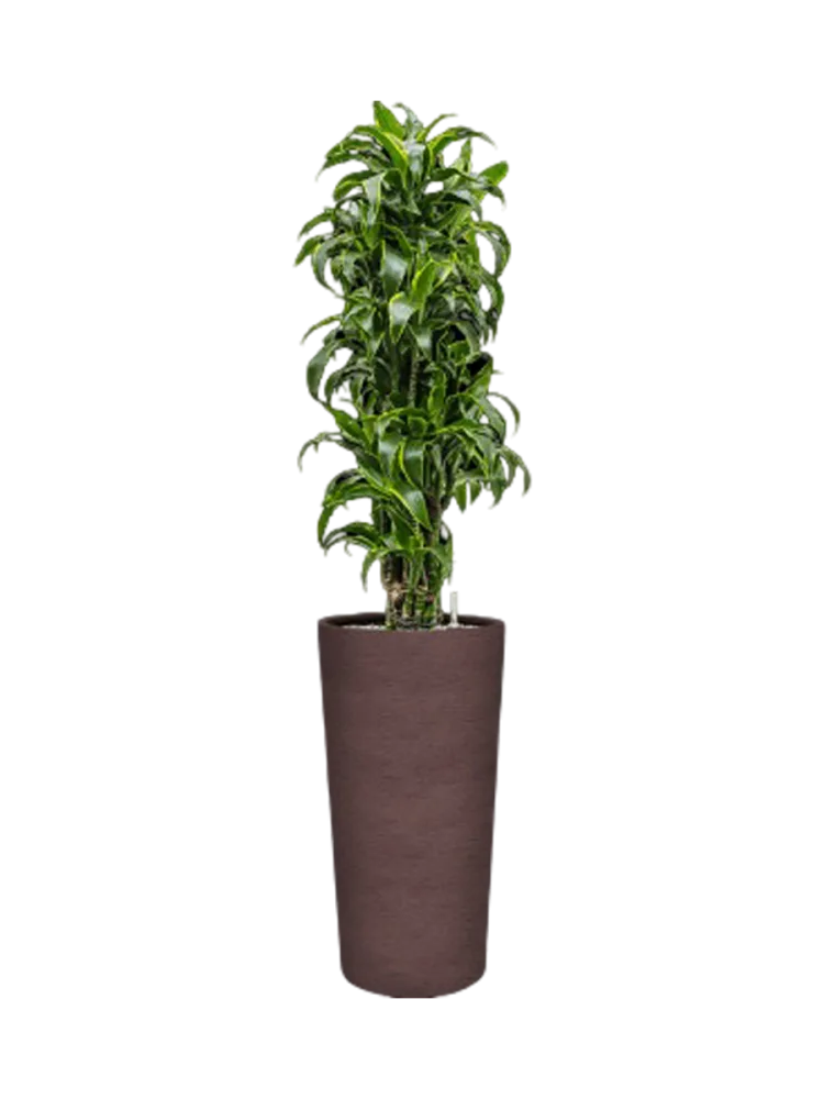 Pflanzen Arrangement „Dracaena fragrans 'Dorado' in Terreno“, Höhe 175-180 cm Baq Design