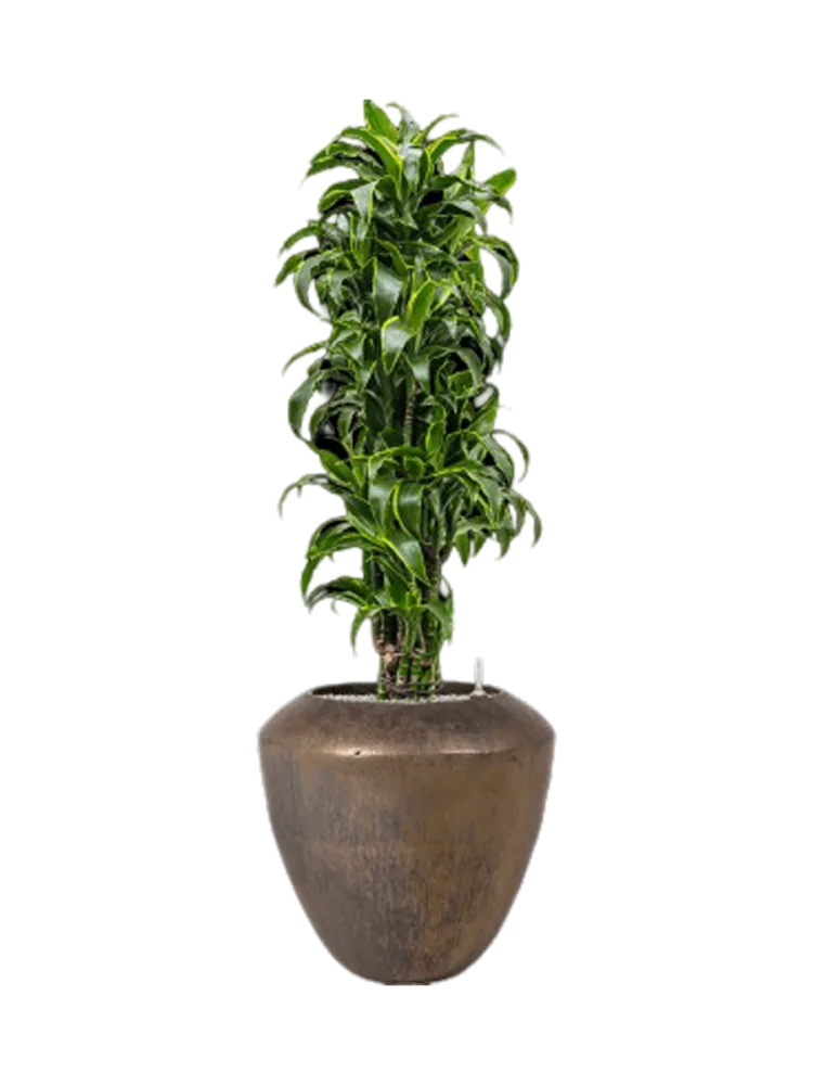 Pflanzen Arrangement „Dracaena fragrans 'Dorado' in Plain“, Höhe 145-155 cm Baq Design