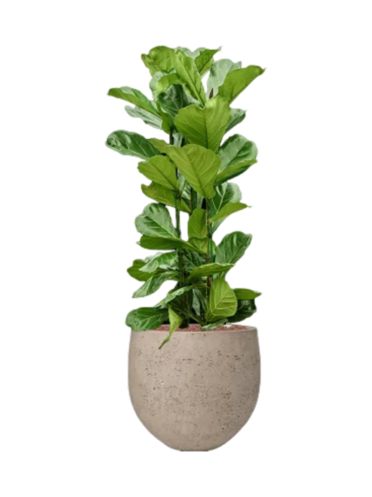 Pflanzen Arrangement „Ficus lyrata in Rough“ Baq Design