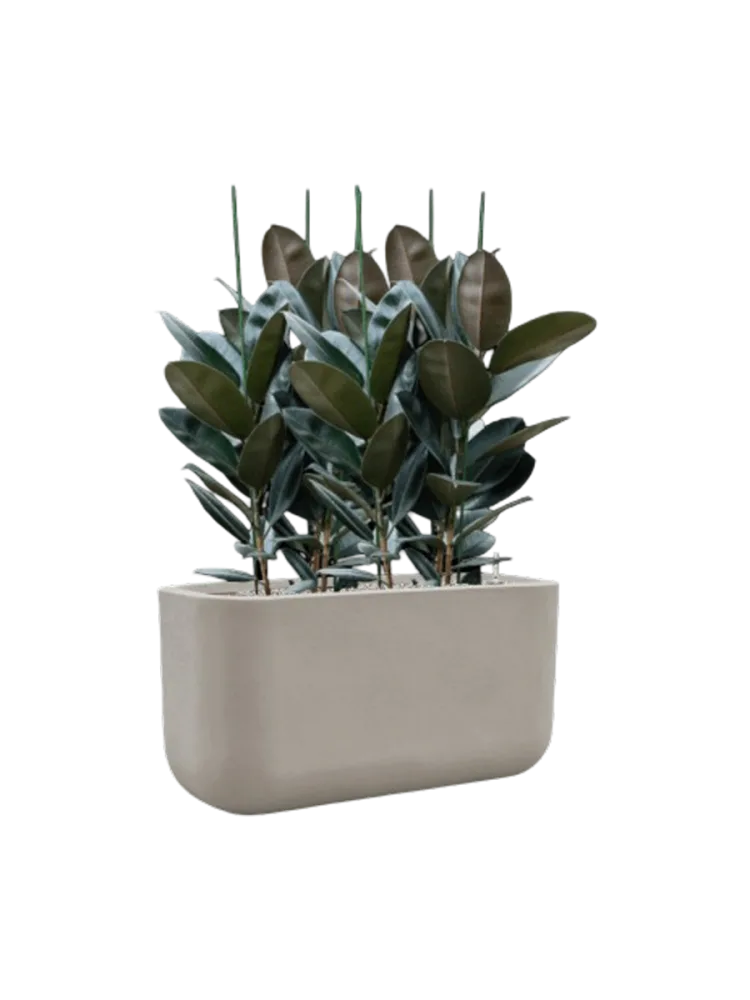 Pflanzen Arrangement „Ficus elastica 'Abidjan' in Seren“ Baq Design