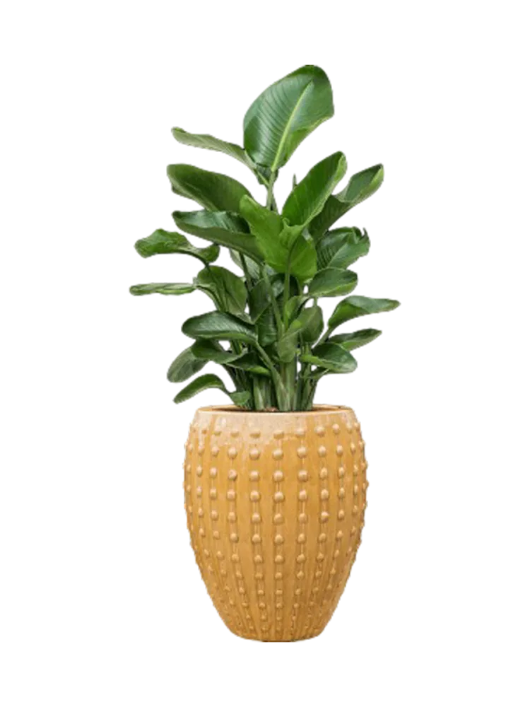 Pflanzen Arrangement „Strelitzia nicolai in Laos“ Baq Design