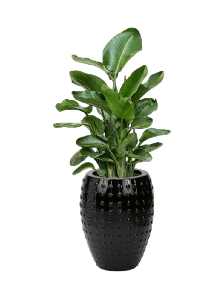 Pflanzen Arrangement „Strelitzia nicolai in Laos“ Baq Design