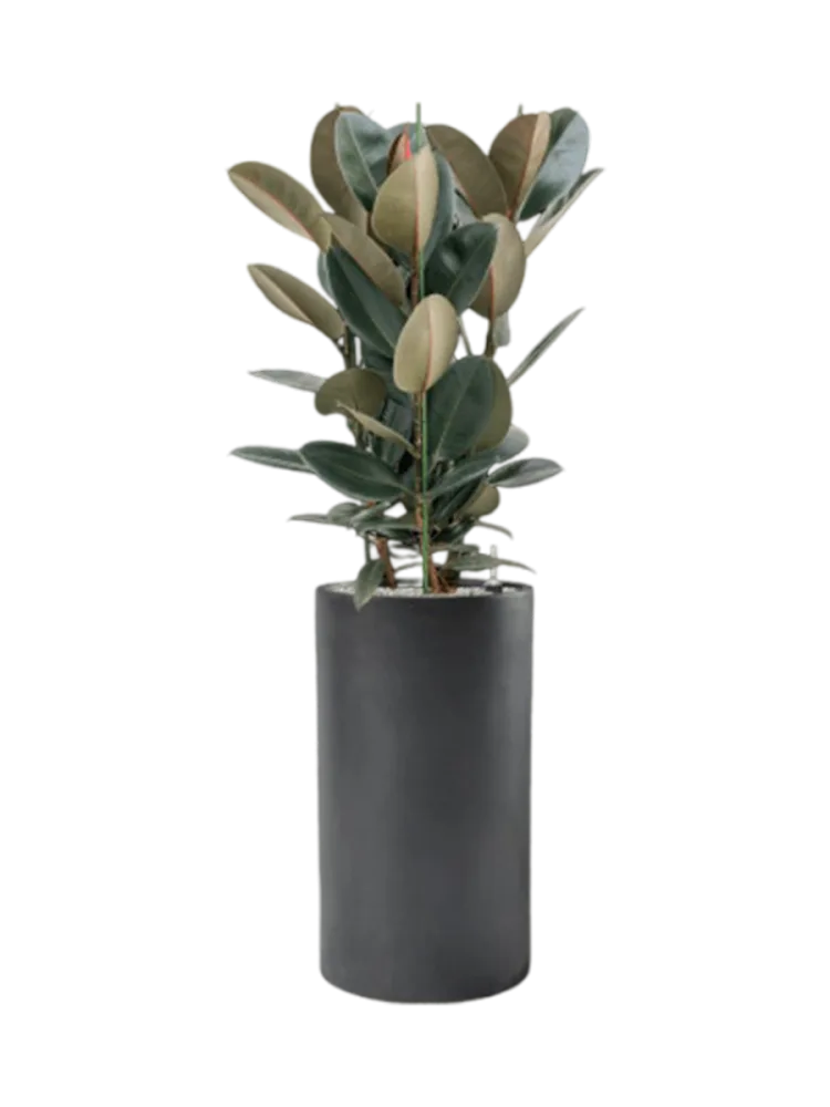 Pflanzen Arrangement „Ficus elastica 'Abidjan' in Basic“, Höhe 145-155 cm Baq Design