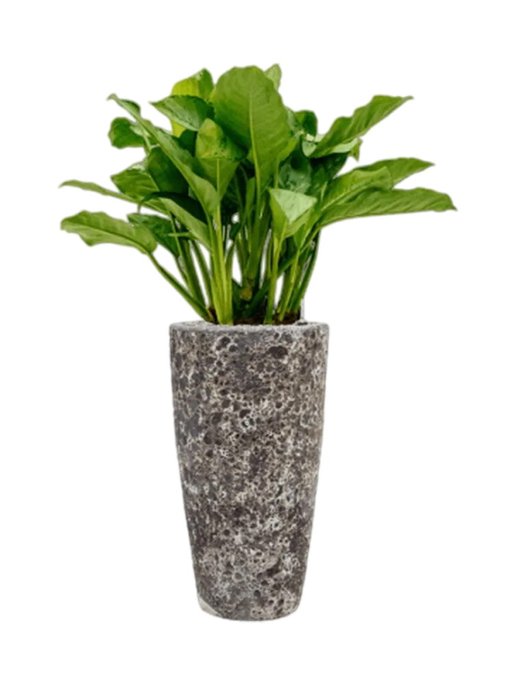 Pflanzen Arrangement „Aglaonema Freedman in Baq Lava“, Höhe 120-130 cm Baq Design