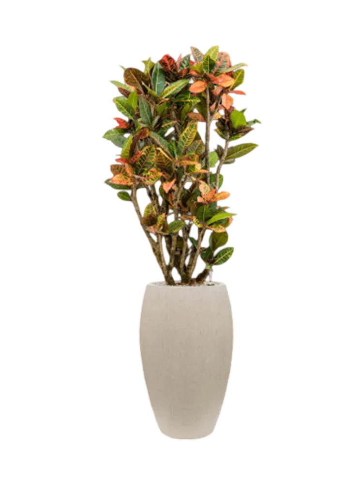 Pflanzen Arrangement „Croton variegatum 'Petra' in Baq Raindrop“, Höhe 145-155 cm Baq Design