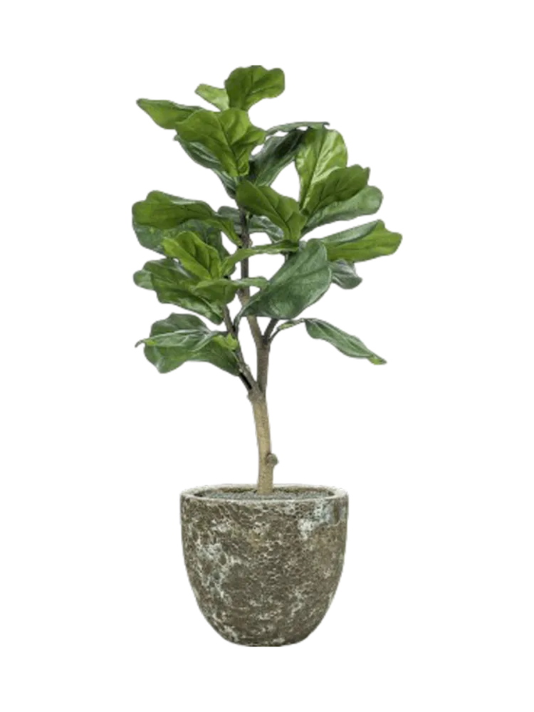 Pflanzen Arrangement „Ficus lyrata in Lava“ Ø 36 x 120-130 cm Baq Design
