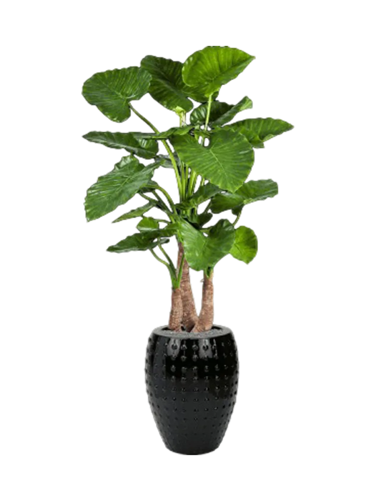 Pflanzen Arrangement „Alocasia calidora in Laos“ Ø 60/ Höhe 170-180 cm Baq Design