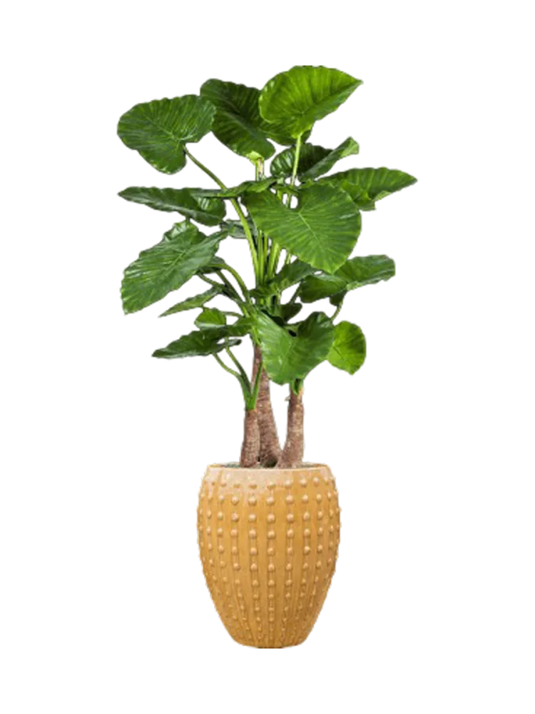 Pflanzen Arrangement „Alocasia calidora in Laos“ Ø 60/ Höhe 170-180 cm Baq Design