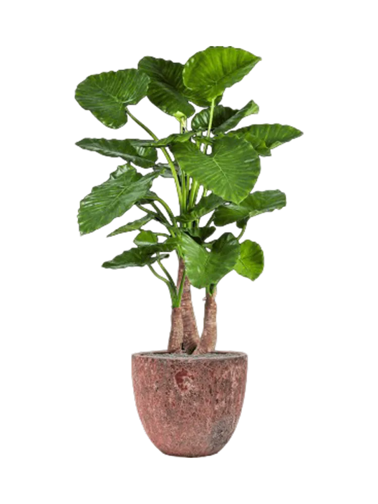 Pflanzen Arrangement „Alocasia Calidora in Lava“ Ø 45 x 160 cm Baq Design