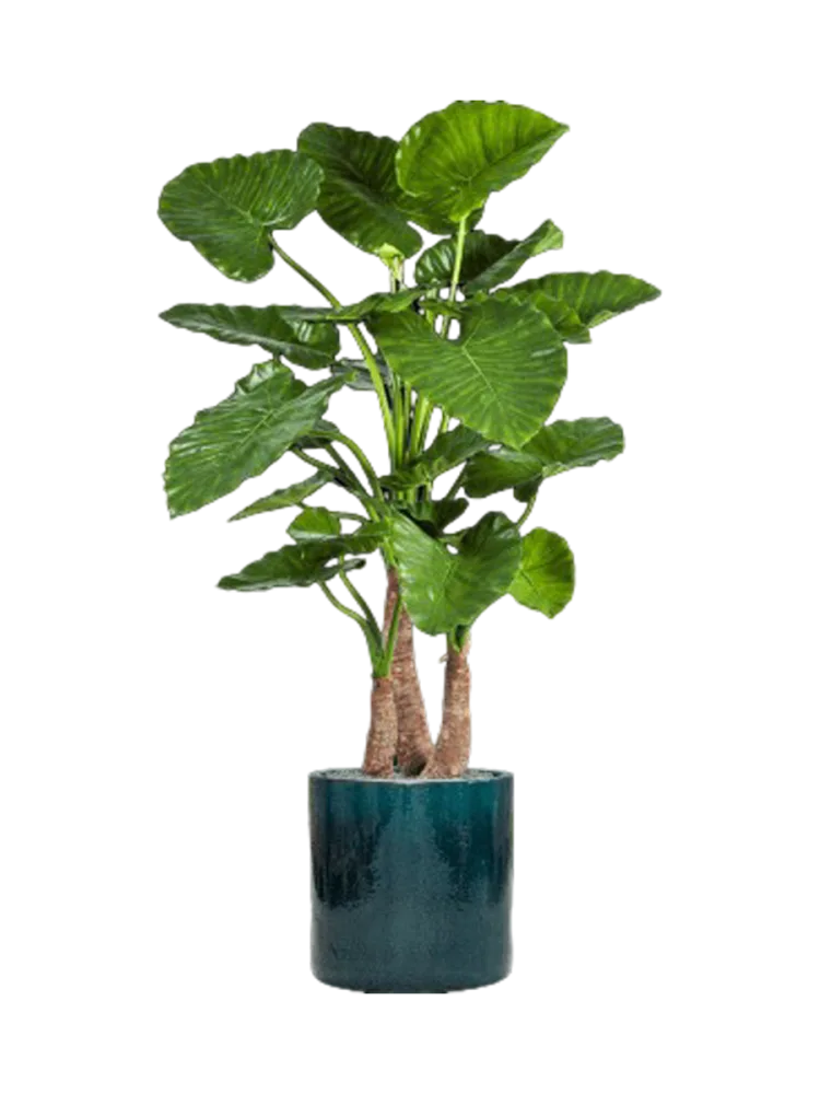 Pflanzen Arrangement „Alocasia Calidora in Cylinder“ Baq Design