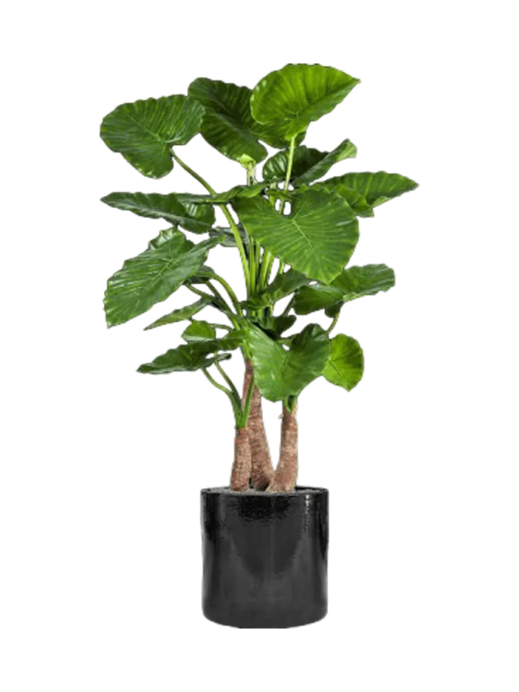 Pflanzen Arrangement „Alocasia Calidora in Cylinder“ Baq Design