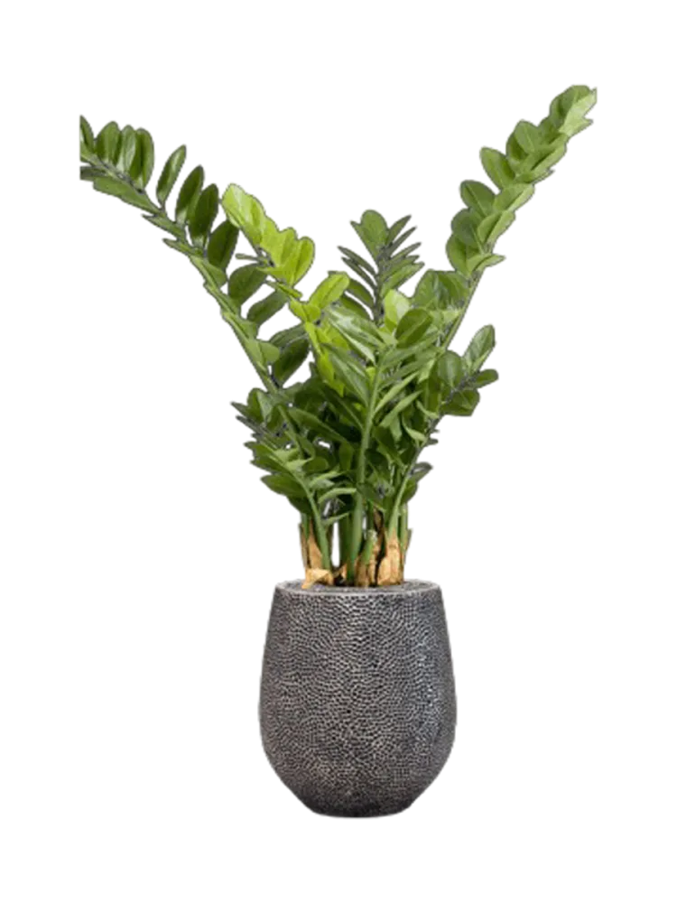 Pflanzen Arrangement „Zamioculcas in Baq Opus Hit“, Höhe 120-130 cm Baq Design