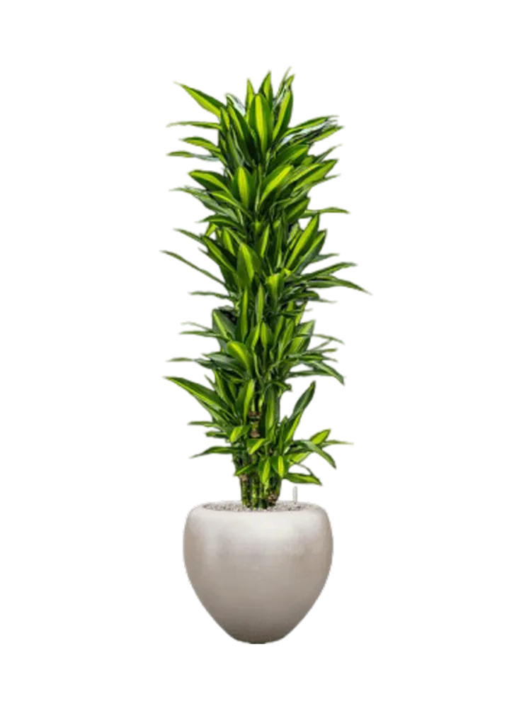Pflanzen Arrangement „Dracaena fragrans Cintho in Metall Silver Leaf“, Höhe 180-190 cm Baq Design