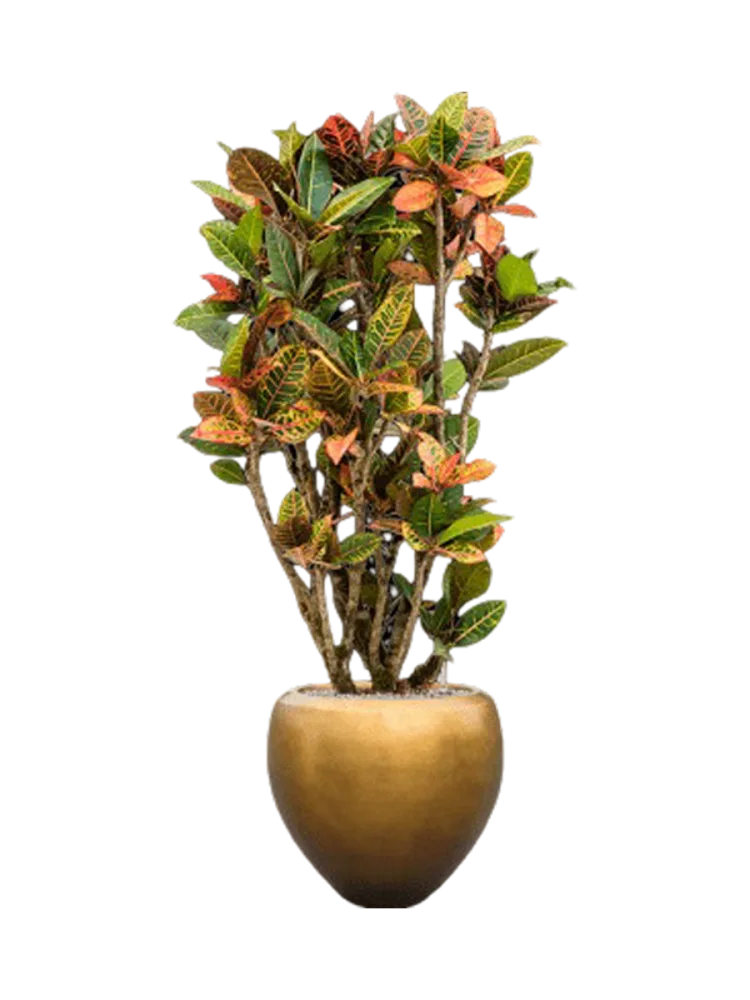 Pflanzen Arrangement „Croton variegatum 'Petra' in Metall Gold Leaf“, Höhe 160-170 cm Baq Design