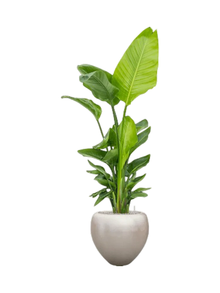 Pflanzen Arrangement „Strelitzia nicolai in Metallic Silver Leaf“ Baq Design