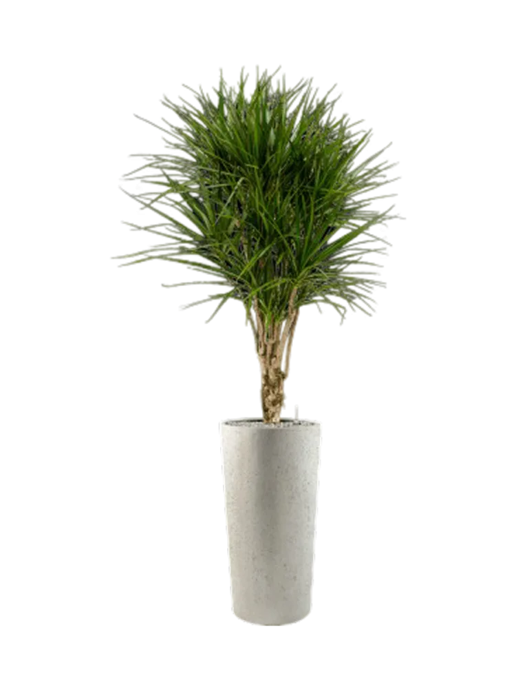 Pflanzen Arrangement „Dracaena marginata in Grigio“, Höhe 185 cm Baq Design