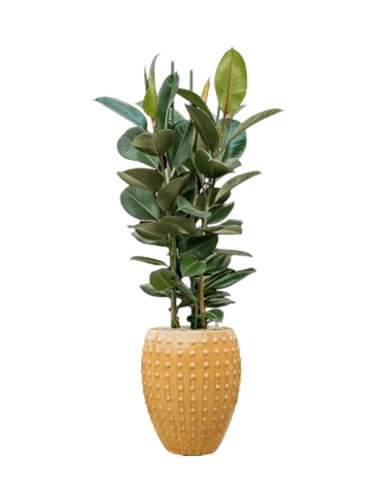 Pflanzen Arrangement „Ficus elastica 'Robusta' in Laos“ Baq Design