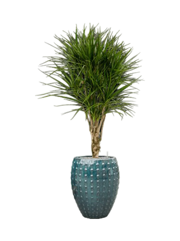 Pflanzen Arrangement „Dracaena marginata in Laos“, Höhe 170 cm Baq Design