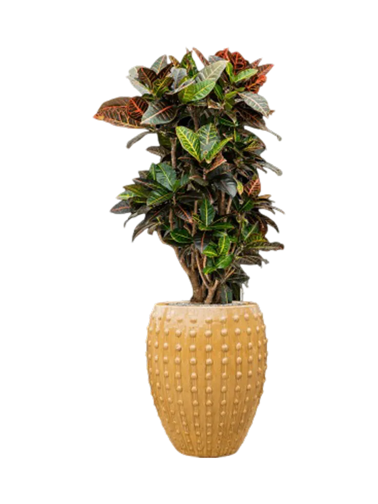 Pflanzen Arrangement „Croton variegatum 'Petra' in Laos“, Höhe 140-150 cm Baq Design