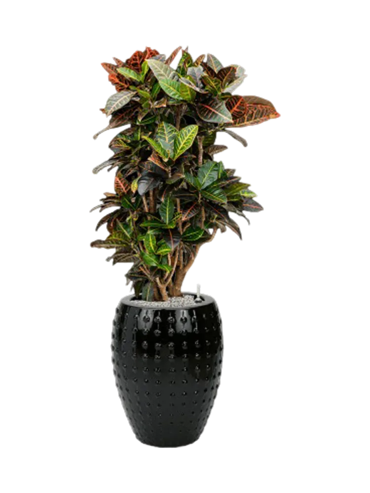 Pflanzen Arrangement „Croton variegatum 'Petra' in Laos“, Höhe 140-150 cm Baq Design