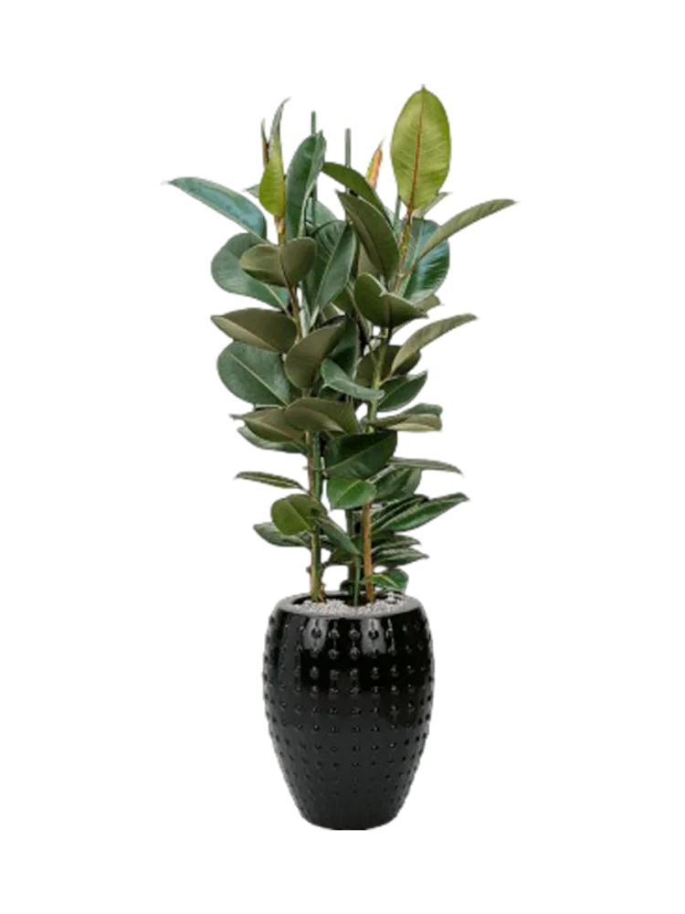 Pflanzen Arrangement „Ficus elastica 'Robusta' in Laos“ Baq Design