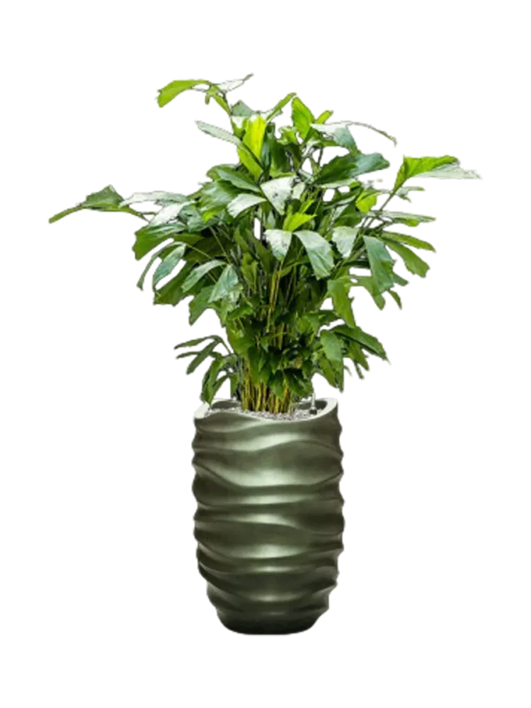 Pflanzen Arrangement „Caryota mitis & Baq Gradient Lee“, Höhe 140-150 cm Baq Design