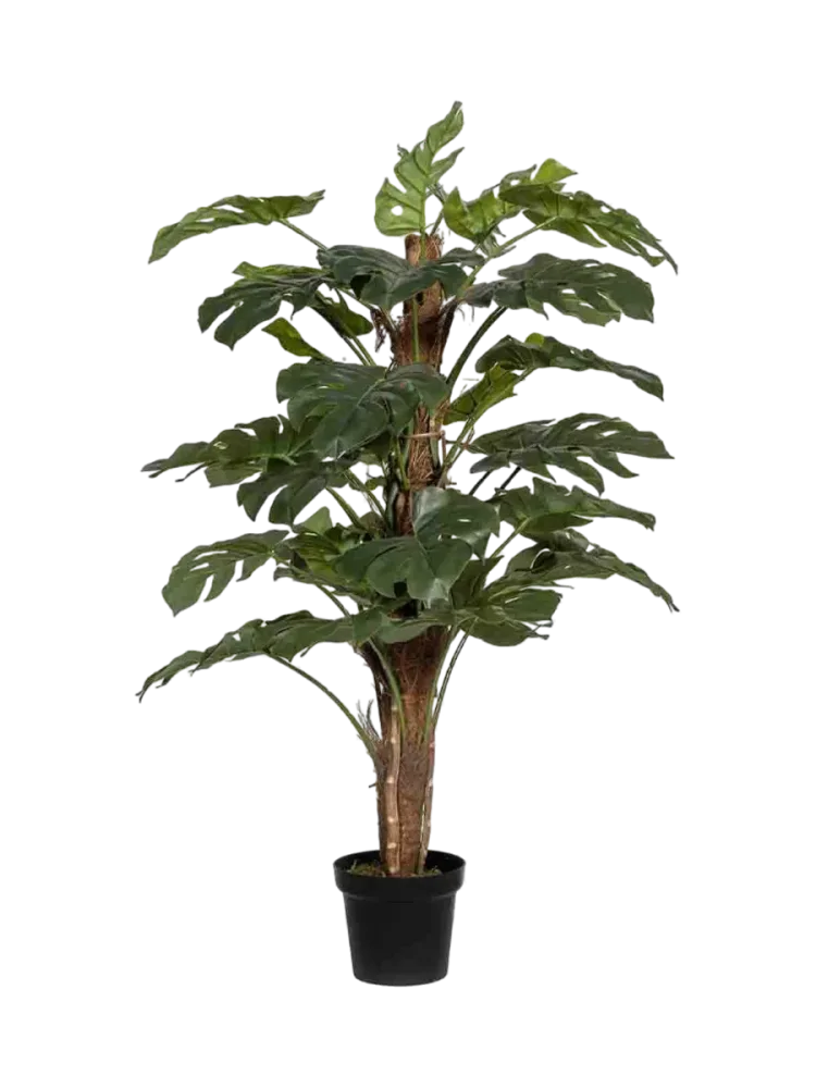 Lebensechte Kunstpflanze „Monstera Pertusum“ Höhe 140 cm Baq Design