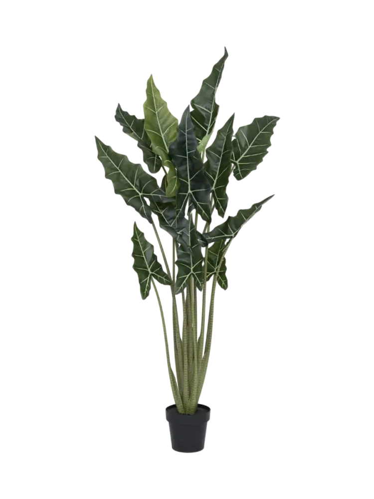 Lebensechte XL Kunstpflanze „Alocasia Tara“, verschiedene Grössen Baq Design