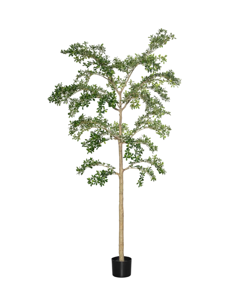 Lebensechte Kunstpflanze „Buchida Buceras Shady Lady Tree XL“, Ø 80 x 280 cm Baq Design