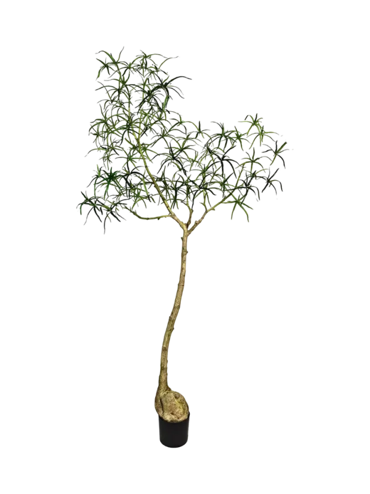 Lebensechte Kunstpflanze „Queensland bottle Tree XL“, Ø 50 x 200 cm Baq Design